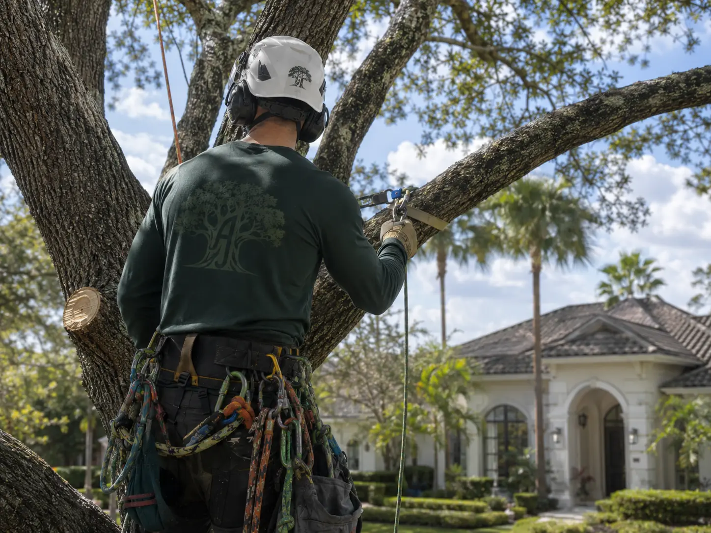 Our crew rigging a limb on a Jacksonville job
